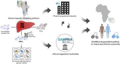 Hepatic Models in Precision Medicine: An African Perspective on Pharmacovigilance